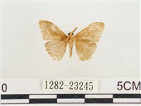 小白紋毒蛾藏品圖，第2張