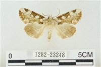 連珠波紋蛾藏品圖，第1張