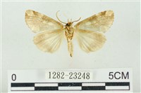 連珠波紋蛾藏品圖，第2張