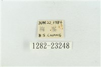 連珠波紋蛾藏品圖，第3張