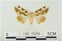 連珠波紋蛾藏品圖，第1張