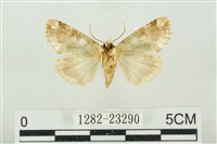 連珠波紋蛾藏品圖，第2張