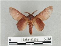 臺灣枯葉蛾藏品圖，第1張