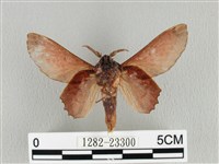 臺灣枯葉蛾藏品圖，第2張