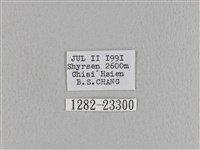 臺灣枯葉蛾藏品圖，第3張