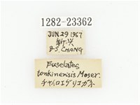 黃斑陷紋金龜藏品圖，第2張