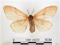 木毒蛾藏品圖，第2張