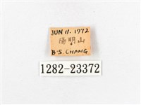 木毒蛾藏品圖，第3張