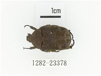 銅點花金龜藏品圖，第1張