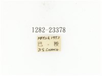 銅點花金龜藏品圖，第2張