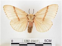 木毒蛾藏品圖，第1張