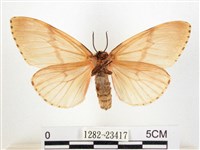 木毒蛾藏品圖，第2張