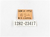 木毒蛾藏品圖，第3張