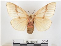 木毒蛾藏品圖，第1張