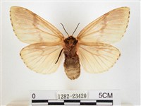 木毒蛾藏品圖，第2張