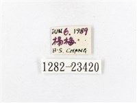 木毒蛾藏品圖，第3張