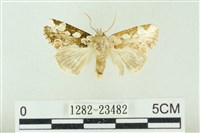 連珠波紋蛾藏品圖，第1張