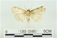 連珠波紋蛾藏品圖，第2張