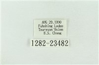 連珠波紋蛾藏品圖，第3張