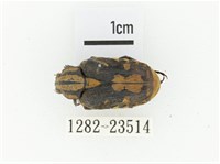 黃斑陷紋金龜藏品圖，第1張