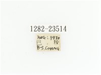 黃斑陷紋金龜藏品圖，第2張