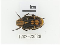 黃斑陷紋金龜藏品圖，第1張