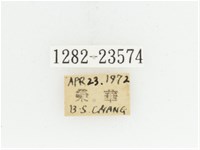 黃腹黑金龜藏品圖，第2張