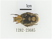 黃斑陷紋金龜藏品圖，第1張