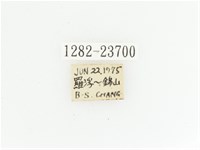 黃斑陷紋金龜藏品圖，第2張