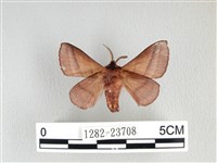 川邊氏枯葉蛾藏品圖，第2張