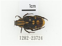 黃斑陷紋金龜藏品圖，第1張