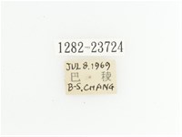 黃斑陷紋金龜藏品圖，第2張