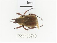 加藤角金龜藏品圖，第1張