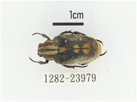 黃斑陷紋金龜藏品圖，第1張