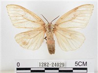 木毒蛾藏品圖，第1張