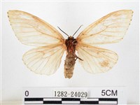 木毒蛾藏品圖，第2張