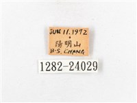 木毒蛾藏品圖，第3張