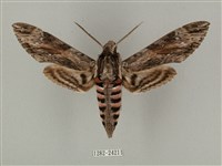 蝦殼天蛾藏品圖，第1張