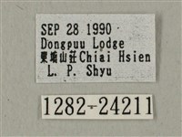 蝦殼天蛾藏品圖，第3張