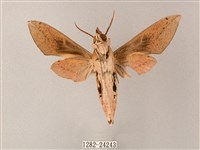 藏斜紋天蛾藏品圖，第2張