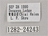 藏斜紋天蛾藏品圖，第3張