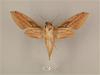 棕綠背線天蛾藏品圖，第2張