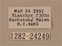 棕綠背線天蛾藏品圖，第3張