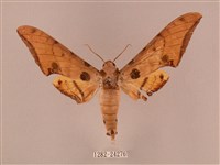 裂斑鷹翅天蛾藏品圖，第1張