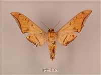 裂斑鷹翅天蛾藏品圖，第2張