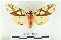 乳白斑燈蛾藏品圖，第1張