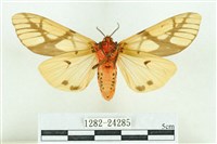 乳白斑燈蛾藏品圖，第2張