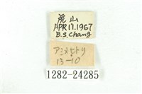 乳白斑燈蛾藏品圖，第3張