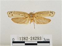 線紋篩蛾藏品圖，第1張