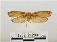 線紋篩蛾藏品圖，第2張